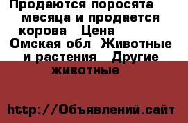 Продаются поросята 1,5 месяца и продается корова › Цена ­ 2 500 - Омская обл. Животные и растения » Другие животные   